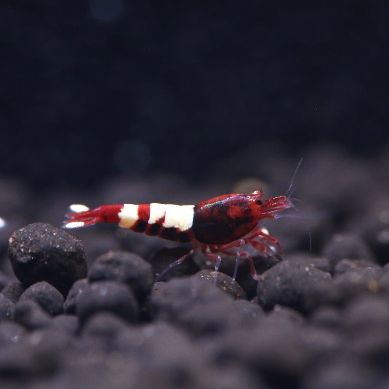 Red Pinto Mix Shrimp - BillyBoiAquatics