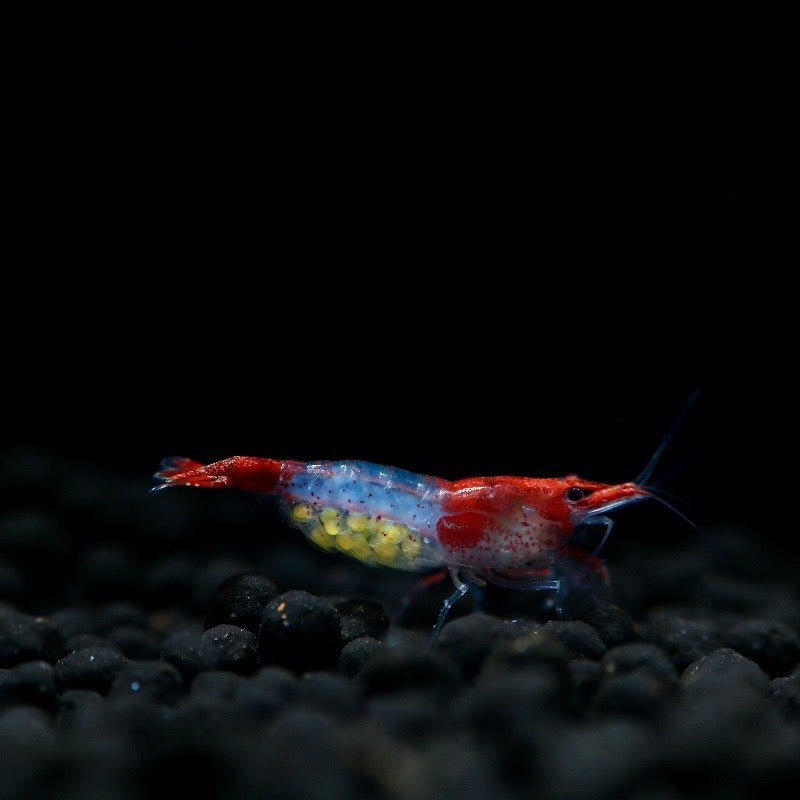 Red Rili Neocaridinas - BillyBoiAquatics