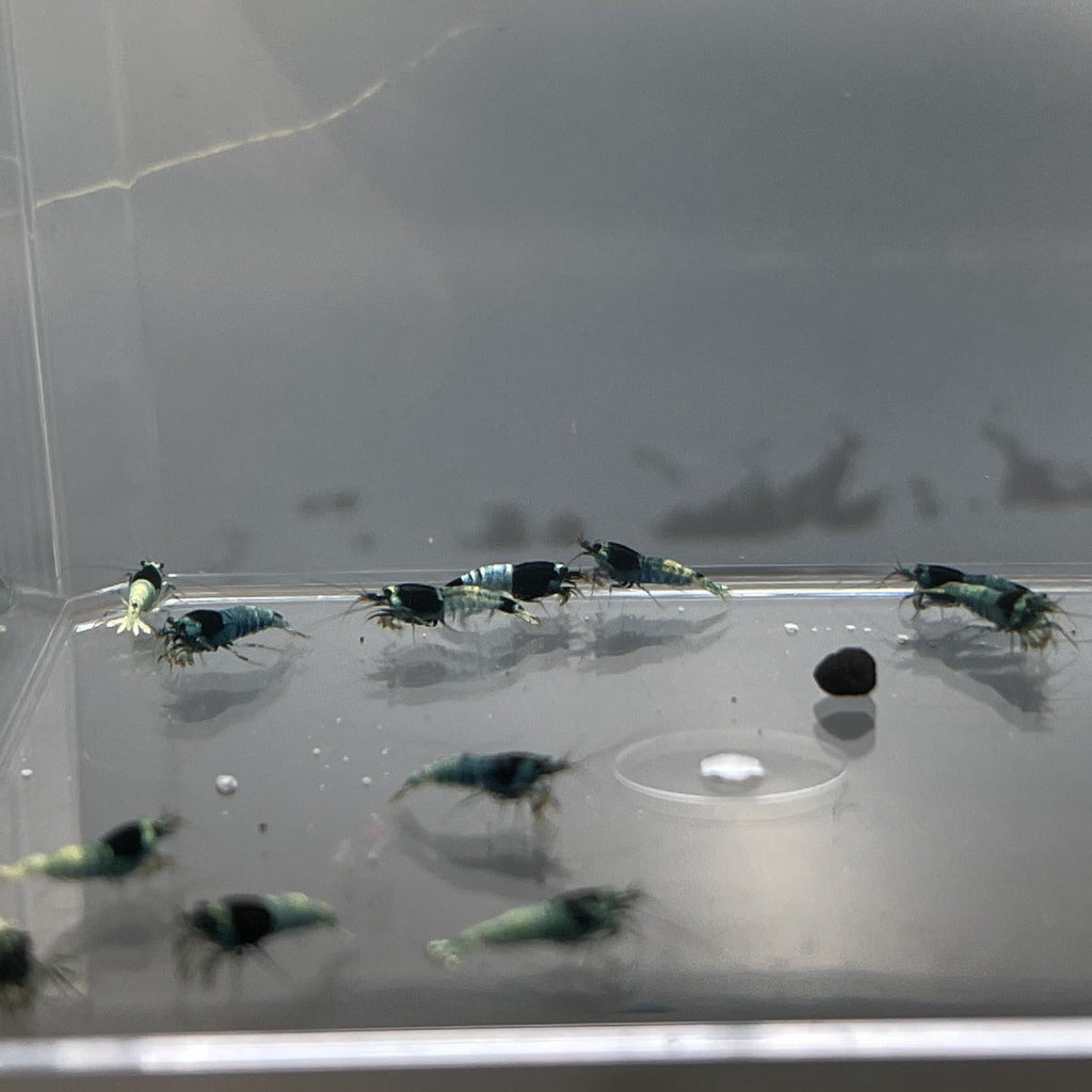 Shadow Black King Kong Mosura