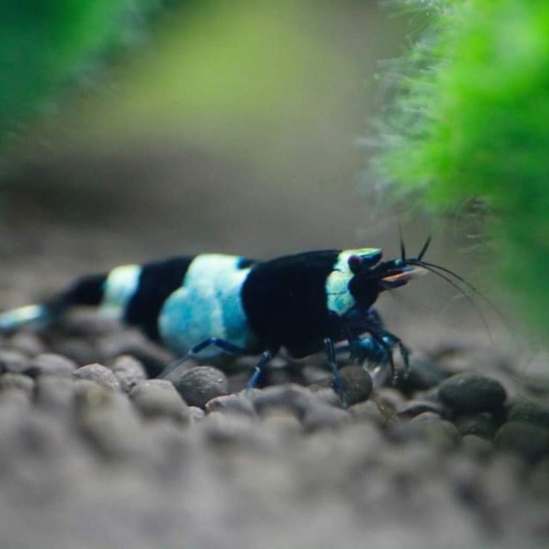 Shadow Black King Kong Shrimp (Pale Blue)