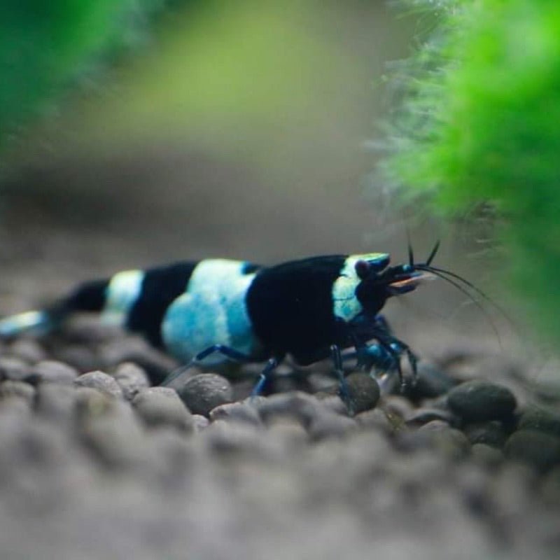 Shadow Black King Kong Shrimp (Pale Blue) - BillyBoiAquatics