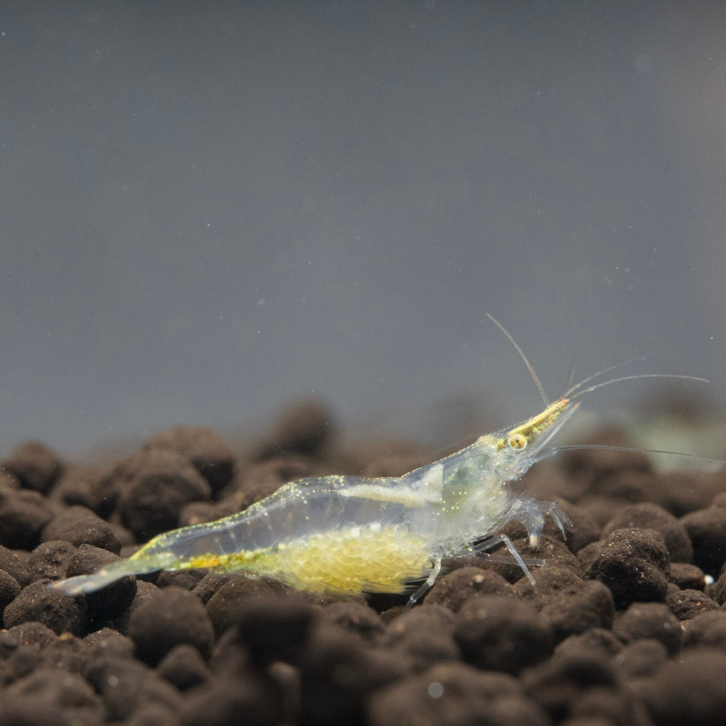Short Nose Shrimp