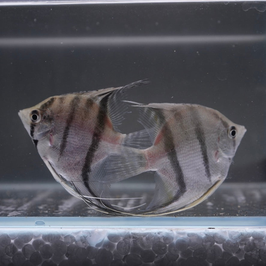 Silver Angelfish
