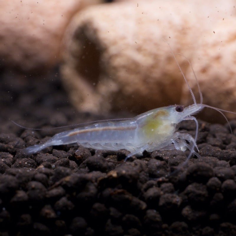 Snow Ball Shrimp