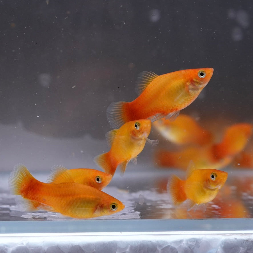 Sunset Platy