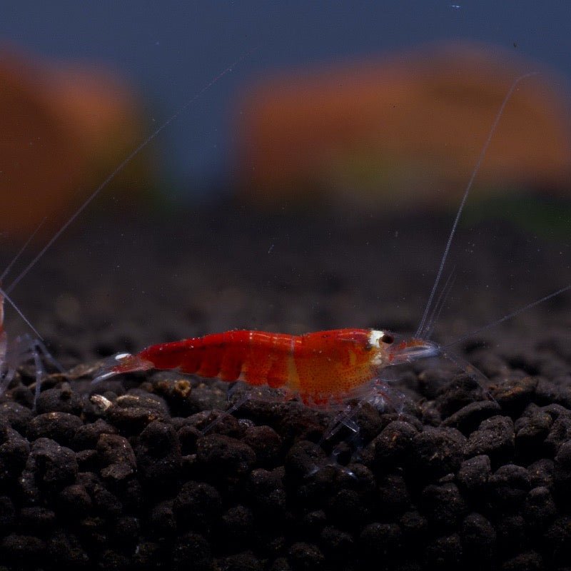 Super Red Crystal Shrimp (Santa) - BillyBoiAquatics