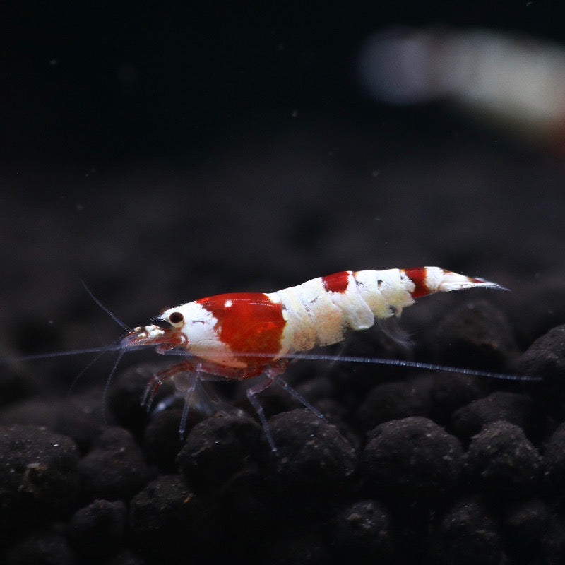 Crystal Red Shrimp A/S