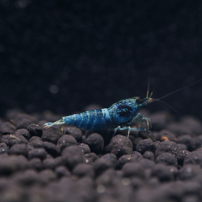 10 + 1(DOA) Extreme Blue Bolt Shrimp – Very Cute – Overnight