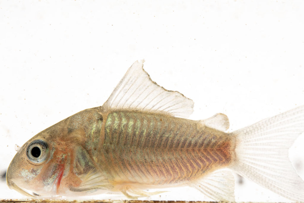 Emerald Corydoras