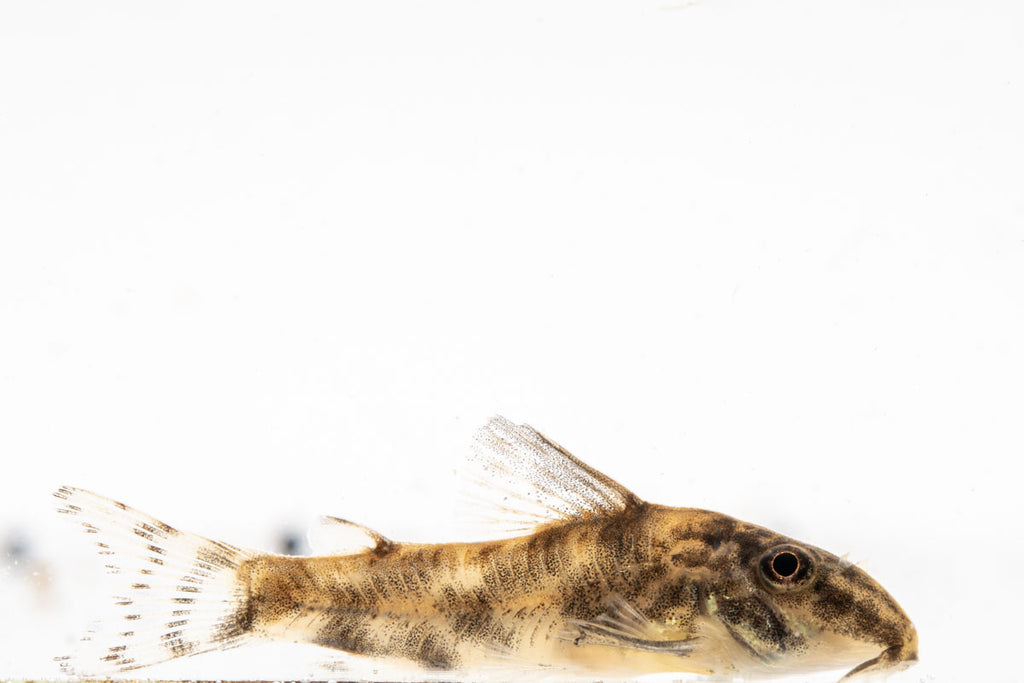 Banded Corydoras