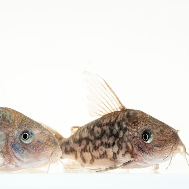 C005 Corydoras