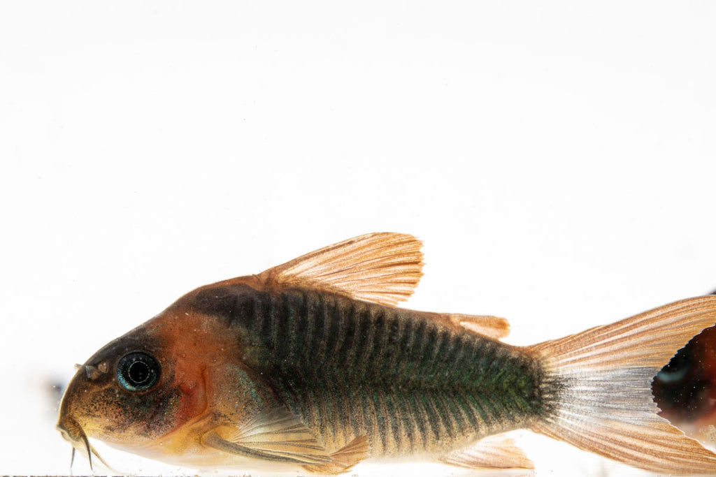 Horseman's Corydoras