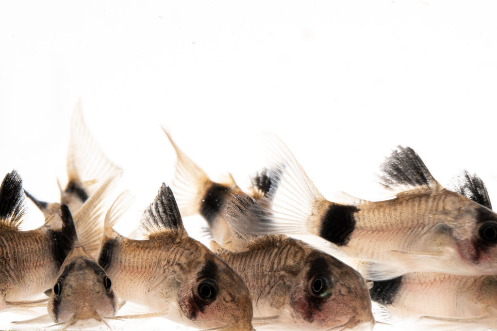 Panda Corydoras