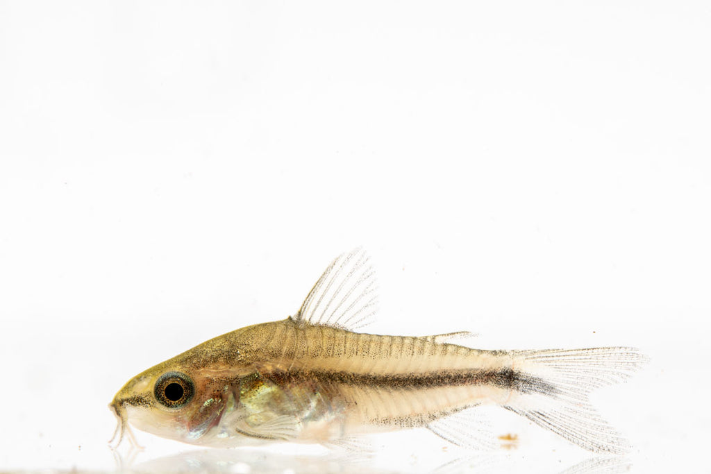 Pygmy Corydoras