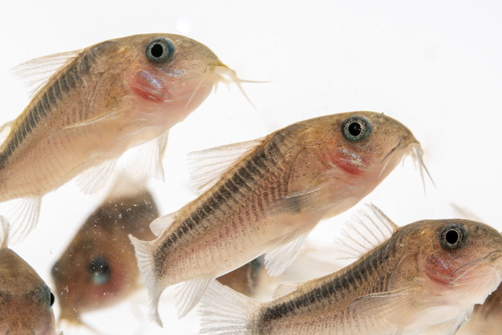 Rusty Corydoras