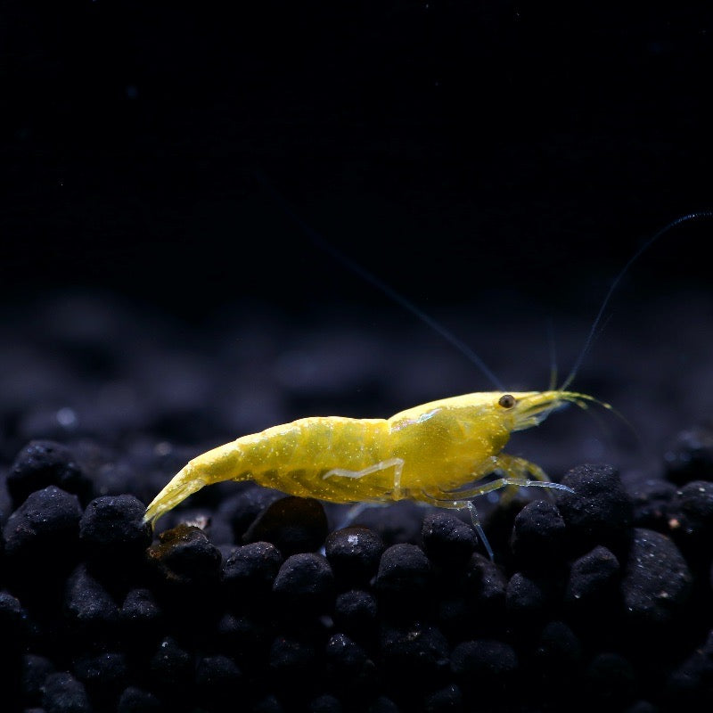 Yellow Goldenback Shrimp