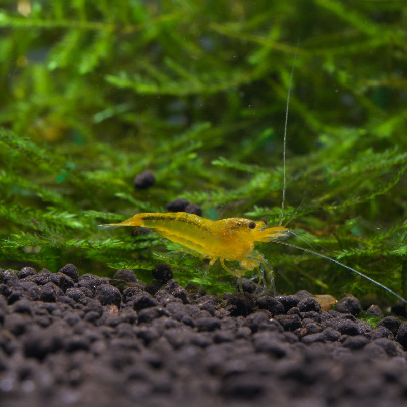Yellow King Kong Shrimp