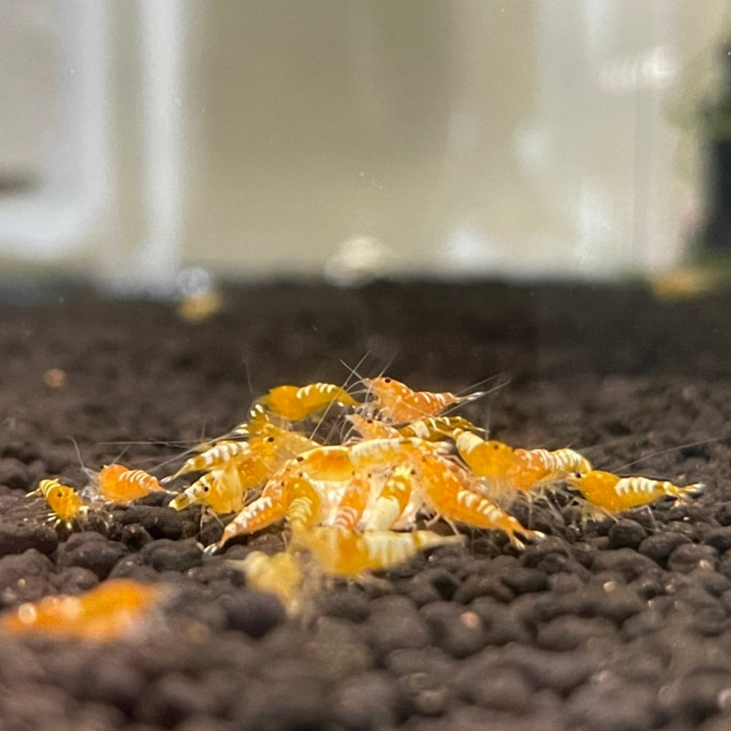 Yellow Pinto Mix A/S