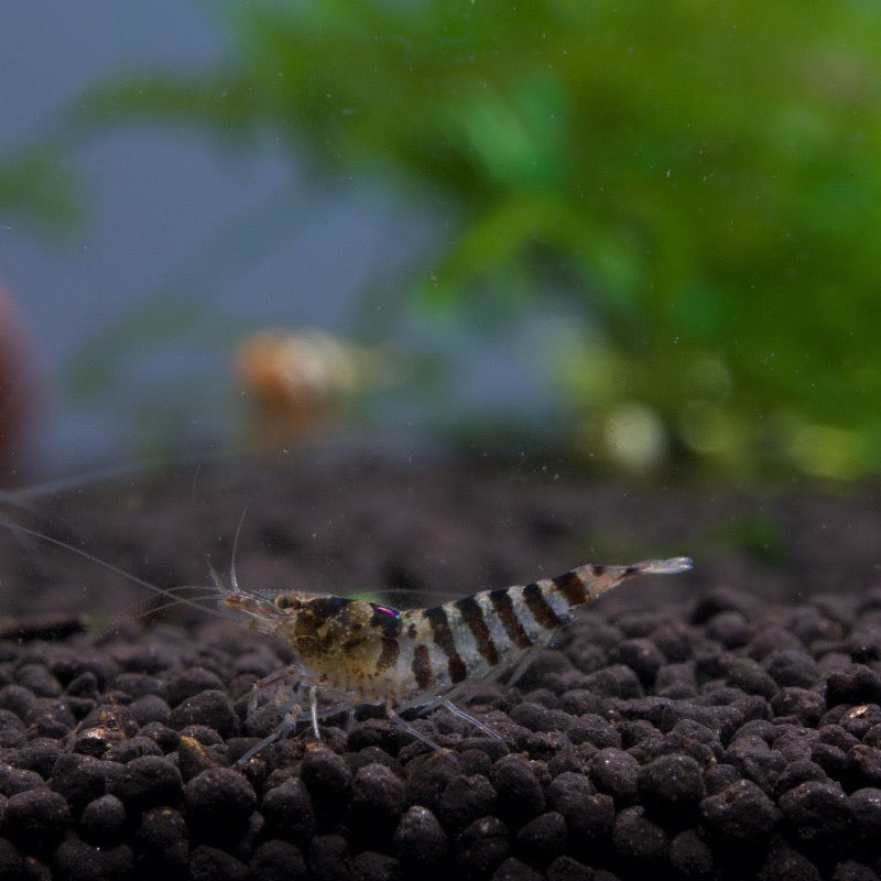 Zebra Babaultis